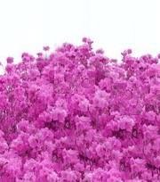 �ɲ� ������ظ�Ǯ��1